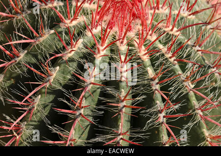 Ferocactus pilosus Stockfoto