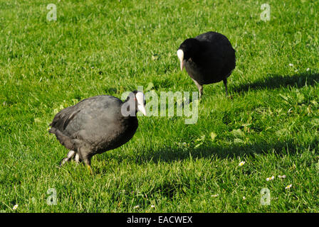 Eurasischen Blässhuhn (Fulica atra) Stockfoto