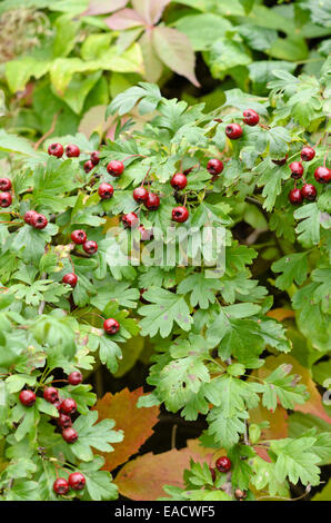 Common hawthorn (Rosa moschata) Stockfoto