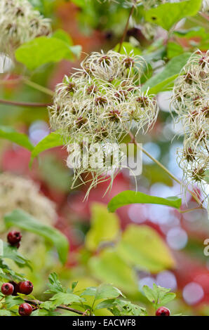 Old Man's Beard (Clematis vitalba) Stockfoto