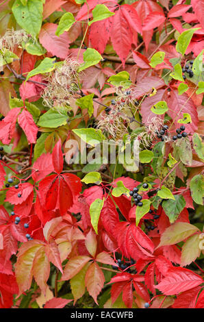 Old Man's Beard (Clematis vitalba) und wildem Wein (parthenocissus Subtomentosa) Stockfoto