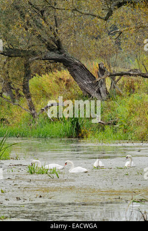 Höckerschwäne (Cygnus olor) in einem Wassergraben, Nationalpark Unteres Odertal, Deutschland Stockfoto