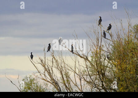 Große Kormorane (Phalacrocorax carbo) in einem toten Baum, Nationalpark Unteres Odertal, Deutschland Stockfoto