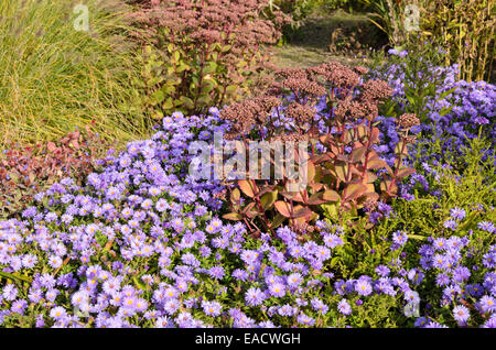 Buschige Aster (Aster dumosus) und orpine (Sedum telephium 'Matrona' syn. hylotelephium telephium 'Matrona') Stockfoto