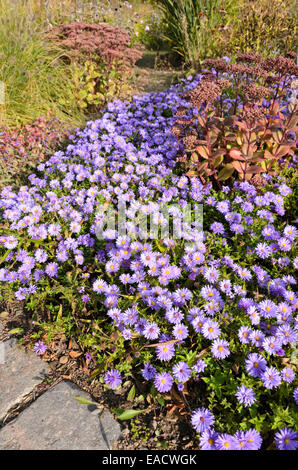 Buschige Aster (Aster dumosus) und orpine (Sedum telephium 'Matrona' syn. hylotelephium telephium 'Matrona') Stockfoto