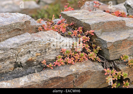 Fetthenne (sedum) auf einem trockenen Steinmauer Stockfoto