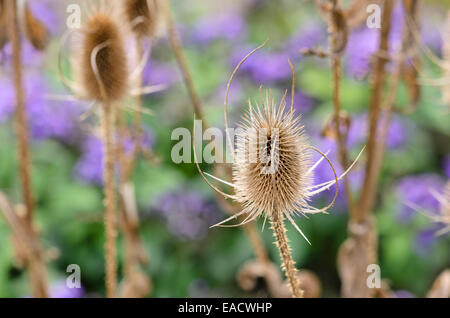 Gemeinsame Karde (Dipsacus fullonum) Stockfoto