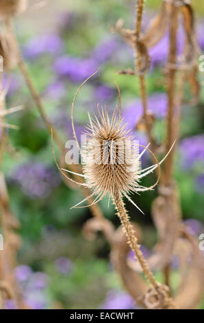 Gemeinsame Karde (Dipsacus fullonum) Stockfoto