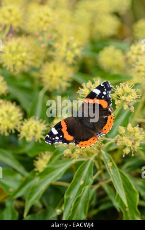 Red Admiral (Vanessa atalanta) und gemeinsame Efeu (Hedera helix) Stockfoto