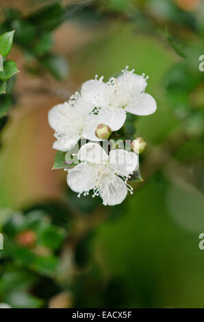 Chilenische Myrte (Luma apiculata) Stockfoto