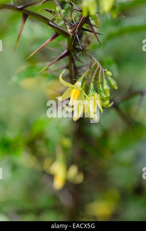 Malevolence (Solanum atropurpureum) Stockfoto