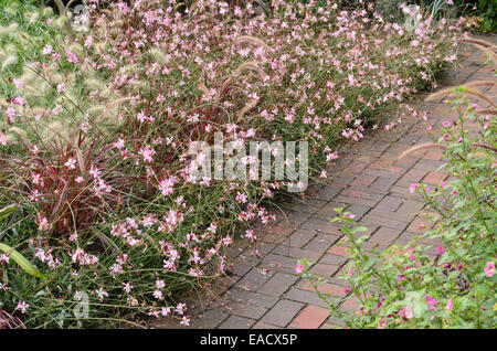 Schmetterling gaura (gaura lindheimeri 'gambit Rose") und Brunnen Gras (Pennisetum setaceum 'Rubrum') Stockfoto