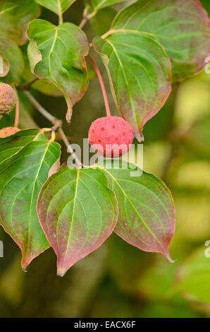 Japanischer Hartriegel (cornus kousa "China Girl") Stockfoto