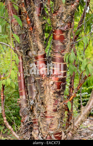 Paperbark Kirsche (prunus Serrula) Stockfoto