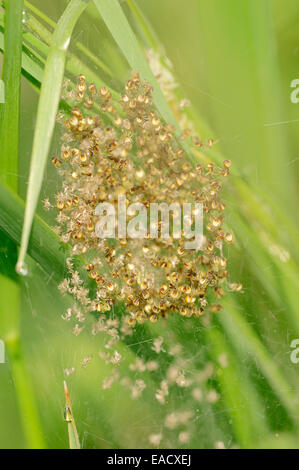 Vier-Punkt Orb-Weaver (Araneus Quadratus), Jugendliche im Web, North Rhine-Westphalia, Deutschland Stockfoto