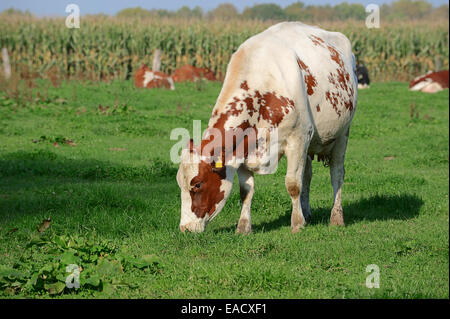 Deutsche rot- und Holstein-Rinder (Bos Primigenius Taurus), Kuh grasen auf einer Weide, North Rhine-Westphalia, Deutschland Stockfoto