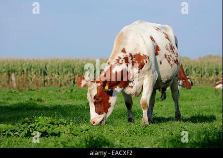 Deutsche rot- und Holstein-Rinder (Bos Primigenius Taurus), Kuh grasen auf einer Weide, North Rhine-Westphalia, Deutschland Stockfoto