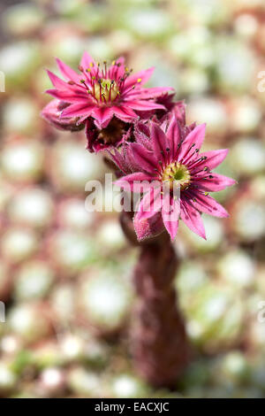 Gemeinsamen Hauswurz (Sempervivum Tectorum) Stockfoto