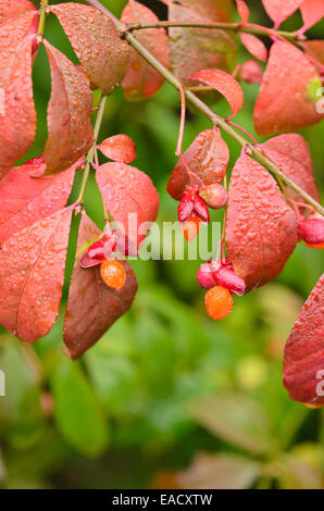 Kompakte brennenden Busch (Euonymus alatus) Stockfoto