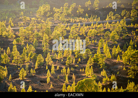 Kanarische Kiefer (Pinus Canariensis), Mirador de Chio, Teide-Nationalpark, Teneriffa, Kanarische Inseln, Spanien Stockfoto