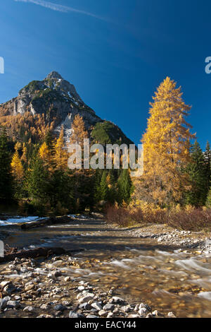 Lärchen im Herbst am Gebirgsbach, Riedingtal, Lungau, Salzburg, Österreich Stockfoto