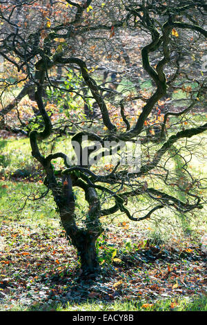 Acer Palmatum var. Dissectum. Glatte japanische Ahorn im Herbst, nachdem die Blätter gefallen sind, zeigt die Struktur des Baumes Stockfoto