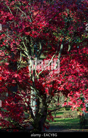 Acer Palmatum Osakazuki. Japanischer Ahornbaum im Herbst Sonnenlicht mit roten Blättern Stockfoto