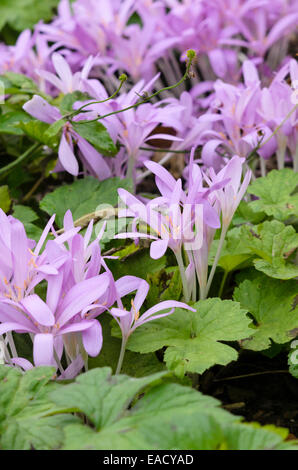 Herbstzeitlose (Colchicum Autumnale) Stockfoto