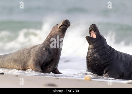 Grau dichtet (Halichoerus Grypus), zwei Bullen drohen einander, Heligoland Düne, Schleswig-Holstein, Deutschland Stockfoto