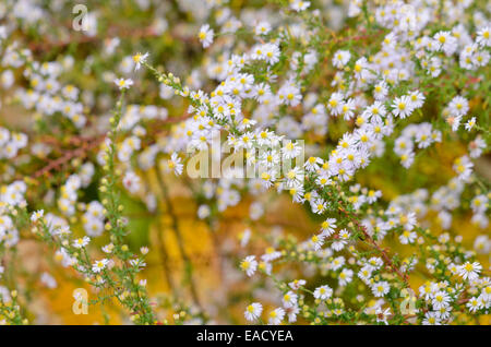 Heide Aster (Aster ericoides) Stockfoto