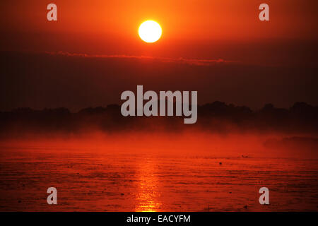 See, Sonnenaufgang, Federsee See, in der Nähe von Bad Buchau, Baden-Württemberg, Deutschland Stockfoto