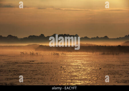 See, Nebel, Federsee-See, in der Nähe von Bad Buchau, Baden-Württemberg, Deutschland Stockfoto