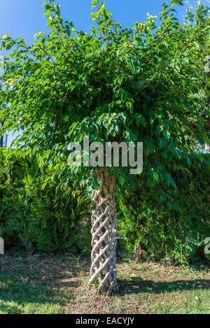 Weinend Feigen (Ficus Benjamina), geflochtene Stämme, Falez Park, Antalya, Türkei Stockfoto