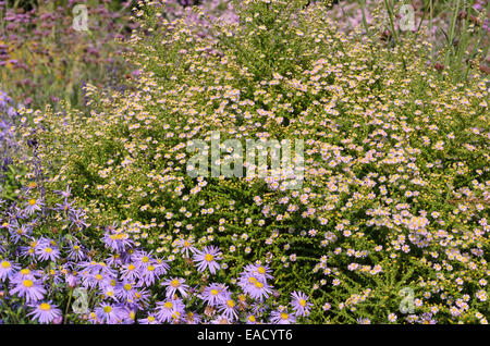 Heide Aster (herrlich Aster ericoides'' syn. Aster vimineus 'Lovely') Stockfoto