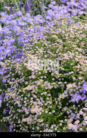 Heide Aster (herrlich Aster ericoides'' syn. Aster vimineus 'Lovely') Stockfoto