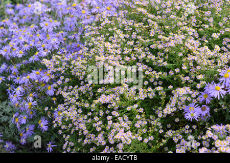 Heide Aster (herrlich Aster ericoides'' syn. Aster vimineus 'Lovely') Stockfoto