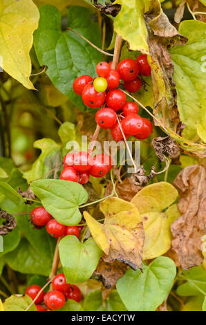 Black bryony (dioscorea communis Syn. tamus communis) Stockfoto