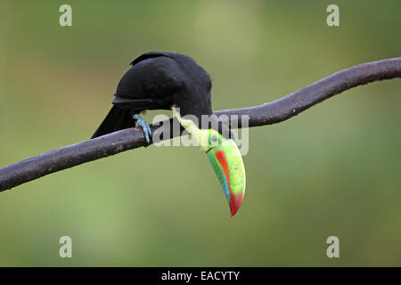 Kiel-billed Tukan, Ramphastos Sulfuratus Fotografen betrachten Stockfoto