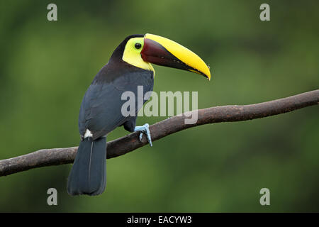 Kastanien-mandibled Tukan, Ramphastos swainsonii Stockfoto