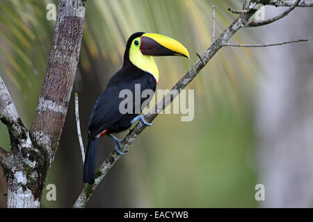 Kastanien-mandibled Tukan, Ramphastos swainsonii Stockfoto