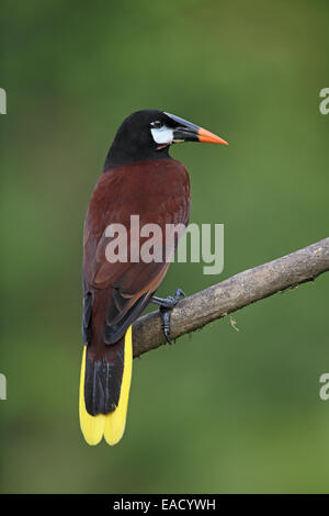 Montezuma Oropendola, Psarocolius Montezuma, portrait Stockfoto