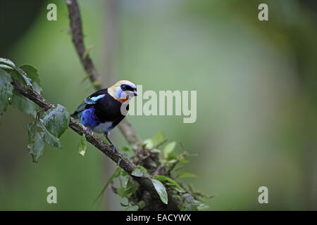 Golden-Kapuzen Tanager, Tangara larvata Stockfoto