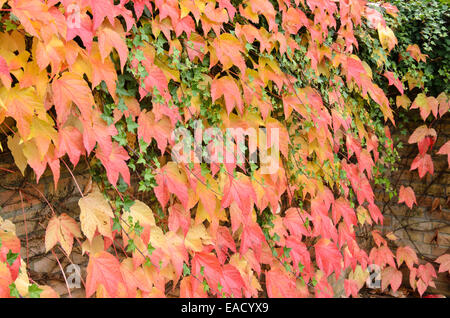 Japanische Kriechgang (parthenocissus Tricuspidata) und gemeinsame Efeu (Hedera helix) Stockfoto