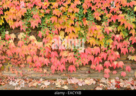 Japanische Kriechgang (parthenocissus Tricuspidata) und gemeinsame Efeu (Hedera helix) Stockfoto