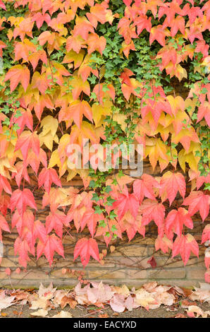 Japanische Kriechgang (parthenocissus Tricuspidata) und gemeinsame Efeu (Hedera helix) Stockfoto