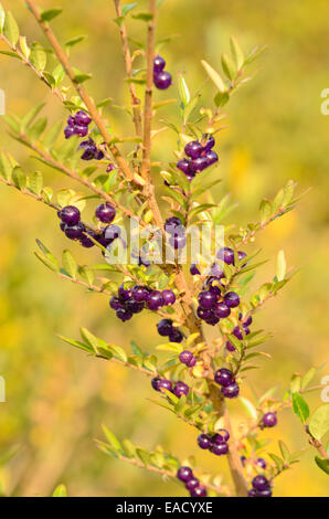 Priwet Geißblatt (Lonicera pileata) Stockfoto