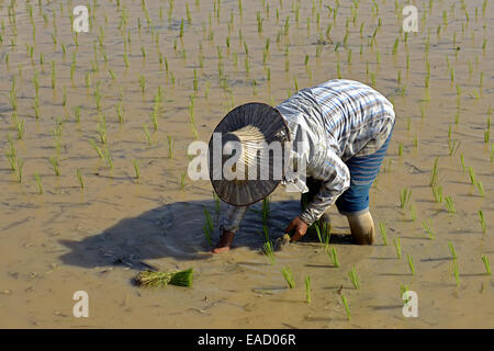 Anbau von Reis, Arbeiter in einem Reis Paddy, Nord-Thailand, Thailand Stockfoto