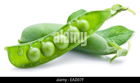 Frische Erbsen sind innerhalb einer Hülse isoliert auf weißem Hintergrund enthalten. Stockfoto