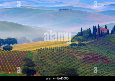 Das Belvedere, Morgennebel, bei Morgengrauen, Val d ' Orcia, oder Orcia-Tals, UNESCO-Weltkulturerbe, San Quirico d ' Orcia, Val d ' Orcia Stockfoto