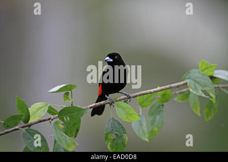 Die Passerini Tanager, Ramphocelus Passerinii, Männlich Stockfoto